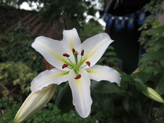 Closeup of white lily with exposed stamen