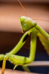 Mantis