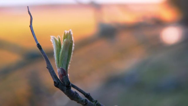 This video is about a plant close up, with view to a lake