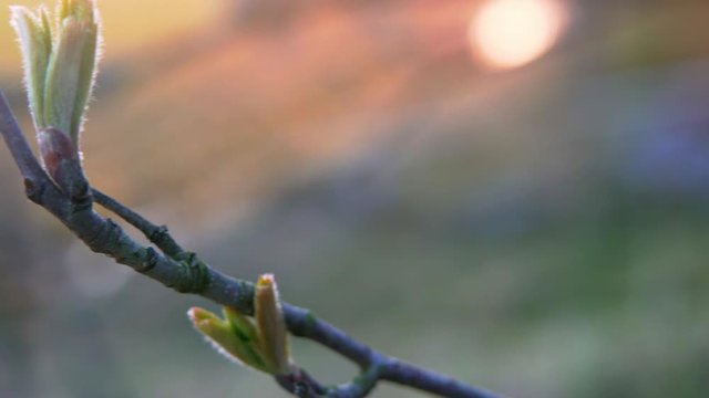 This video is about a plant close up, with view to a lake 2