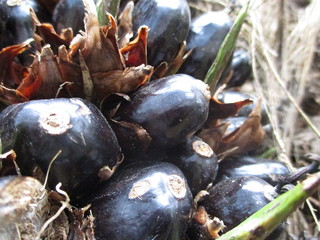 palm fruits, palm tree.