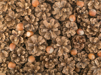 Dry Brown Pine Cones Background, Texture or Pattern