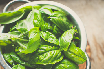 Fresh basil leaves close up