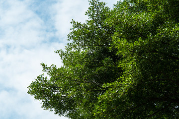 Obraz premium Big Green Tree Leaves and blue sky background. Concept for natural and spring season