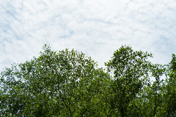 Big Green Tree Leaves and blue sky background. Concept for natural  and spring season