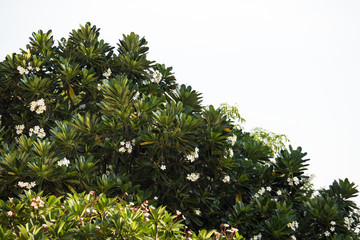 Border from Green leaf and branch of tree isolated on white background. Background Concept for natural and spring theme