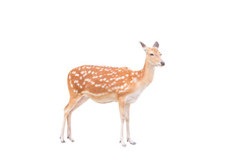 Young wild dear standing and looking at camera isolated on white background with clipping path