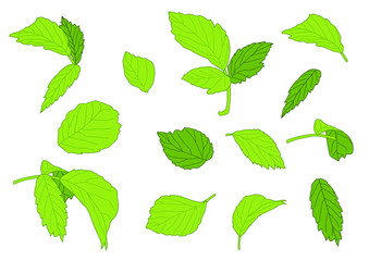 Green Leaves fresh abstract isolated on white background illustration vector