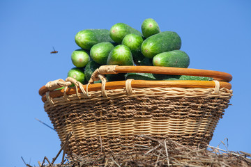 Harvested cucumbers