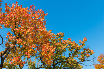 Bright colorful orange and yellow autumn tree leaves on blue sky background.