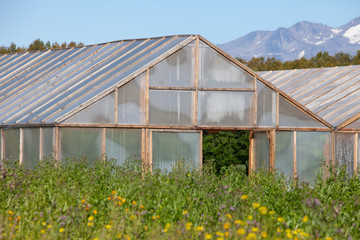 Obraz premium Greenhouses for growing vegetables