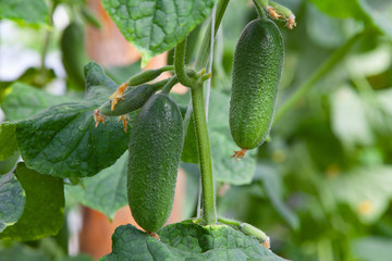 Growing Cucumbers