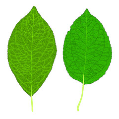 Green Leaves fresh abstract isolated on white background illustration vector