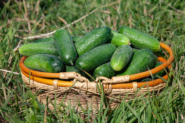 Harvested cucumbers