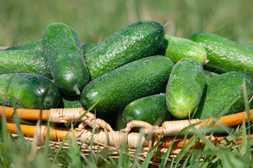 Harvested cucumbers