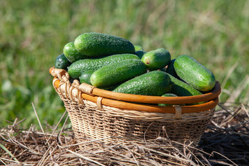 Harvested cucumbers