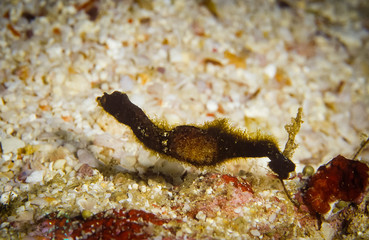 Close up picture of Pipehorse, it is small marine fishes that is difficult to find out, taken at Moo Koh Similan in Thailand.