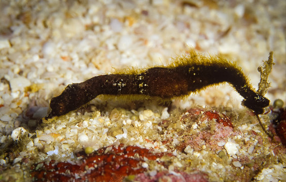 Close up picture of Pipehorse, it is small marine fishes that is difficult to find out, taken at Moo Koh Similan in Thailand.