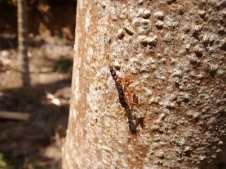 Ants carrying their prey or food