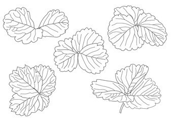 Leaves line single leaf and leaf pattern black Bring to color decorate on white background illustration  vector