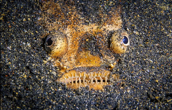 Stargazer fish that camouflage itself in the sand. It have eyes on top of the head. Taken at Indonesia.