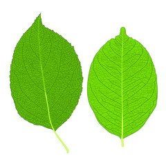 Green Leaves fresh abstract isolated on white background illustration vector