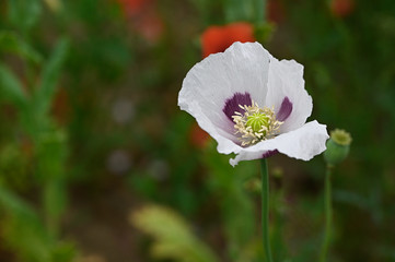 Obraz premium Poppy flower in macro detail.