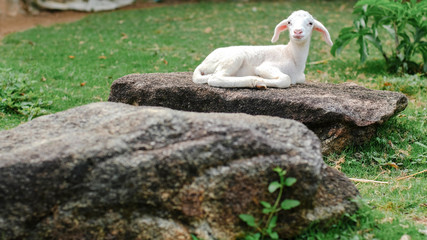 Cute small baby sheep lamb sitting relaxing on stone in farm