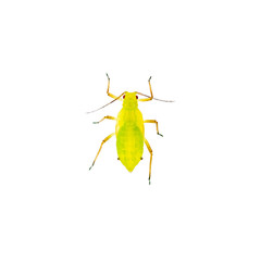 Green Fly or Aphid Parasite Insect Isolated on White Background