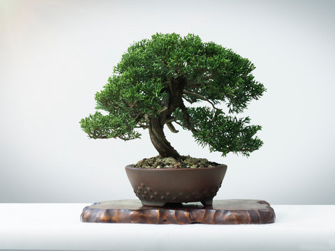 japanese Bonsai on wood white floor Art of Japan