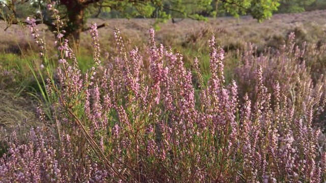 Closeup of purple blooming heather in national park De Meinweg, Netherlands - 4k60p
