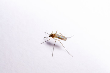 Encephalitis, Yellow Fever, Mayaro, Malaria Disease or Zika Virus Infected Culex Mosquito Parasite Insect on White Wall Background