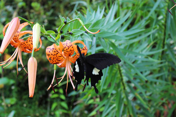 オニユリの花の蜜を吸うモンキアゲハ