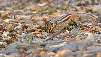 大雪山の岩場で戯れるエゾシマリス＠北海道