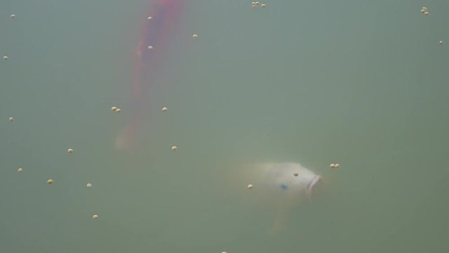 Close-up of white koi fish gulping down pellets on surface of farm dam