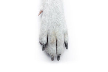 One dog's foot