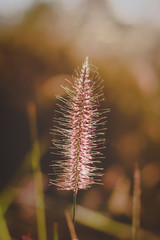 Obraz premium Grass flowers with golden sunlight are beautiful