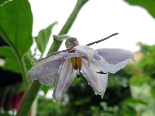 Brinjal flower in the field.