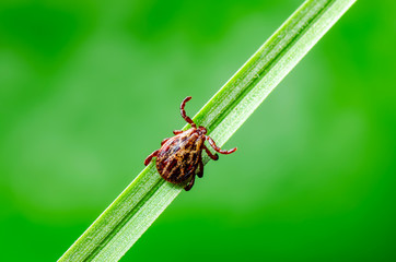 Encephalitis Virus or Lyme Borreliosis Disease or Monkey Fever Infectious Dermacentor Tick Arachnid Parasite Insect on Green Background Macro