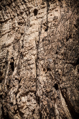 The surface of dry brown wood is decayed and cracks