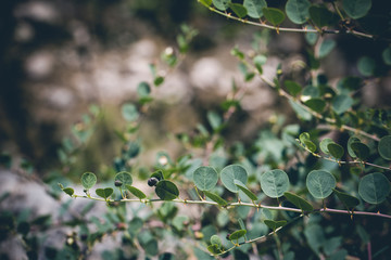 Close up of a caper plant, with leaves and flowers