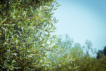 Detail of olive tree, a bunch of green olives used to produce high quality Italian oil