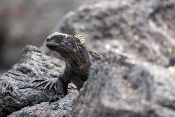 iguana on a rock