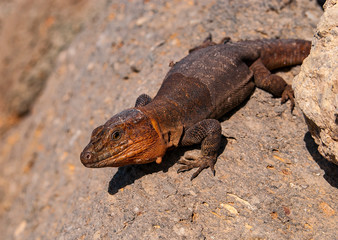 Gran Canaria