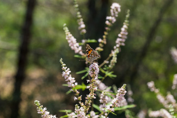 Purple flovers of vitex tree close up in green garden.
