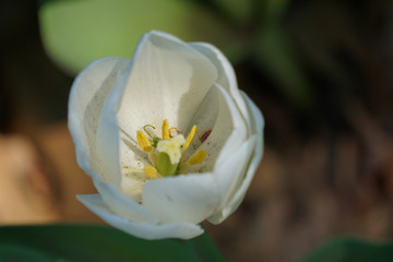 Inside of a white tulip