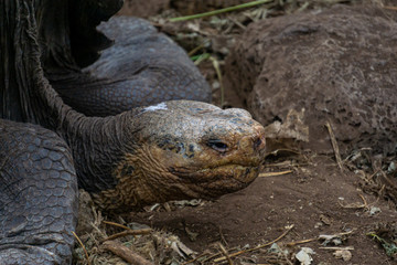 Obraz premium Close-up of a tortoise's face