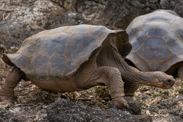 Giant Galapagos tortoise