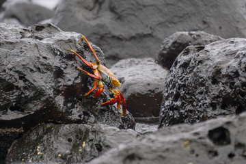 Crab climbing on rocks