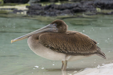 brown pelican on the beach